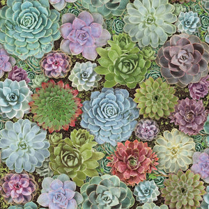 Succulents Peel + Stick Wallpaper